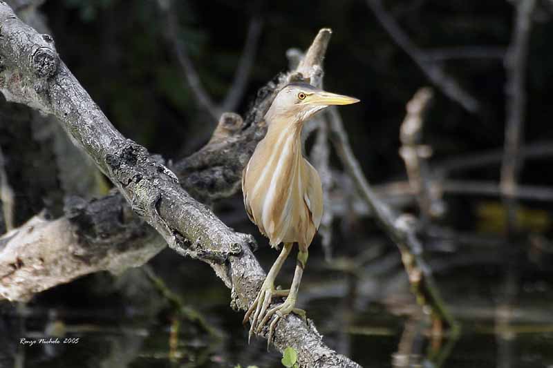 Tarabusino maschio Ixobrychus minutus